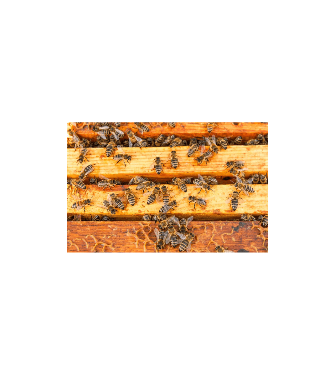 Close-up of honeybees crawling over wooden hive frames inside a beehive.