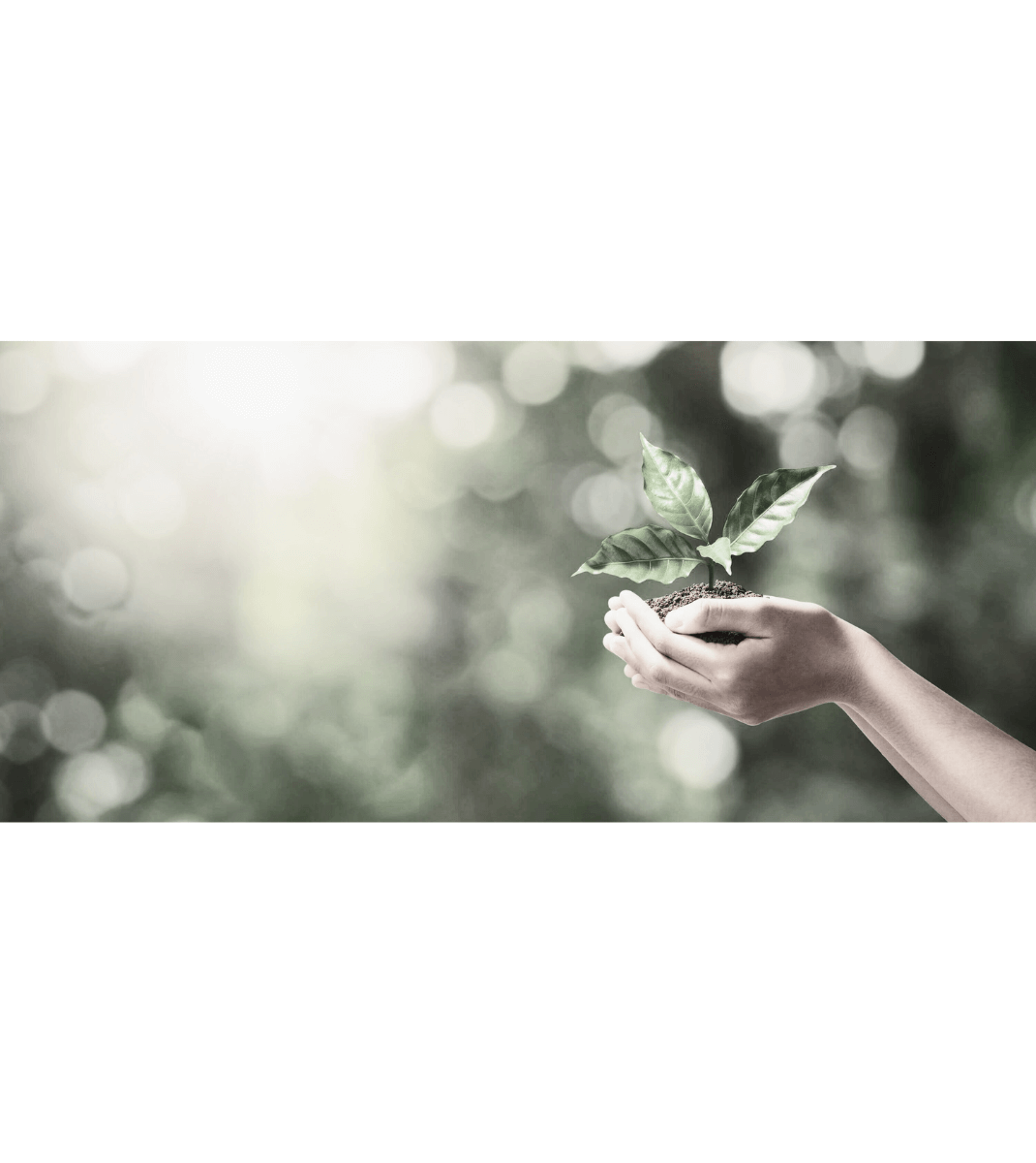 Hands gently holding a young green plant with soil, symbolizing growth and environmental sustainability.