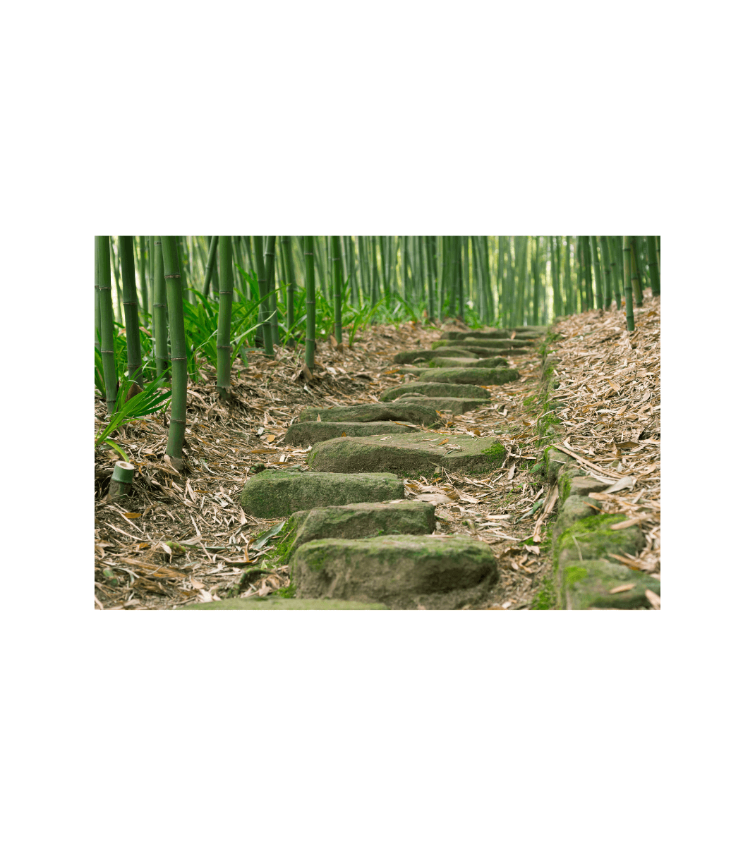 Stone path leading through a serene bamboo forest, surrounded by fallen leaves and lush green stalks.