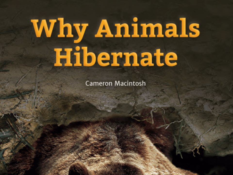 Why Animals Hibernate Thumbnail